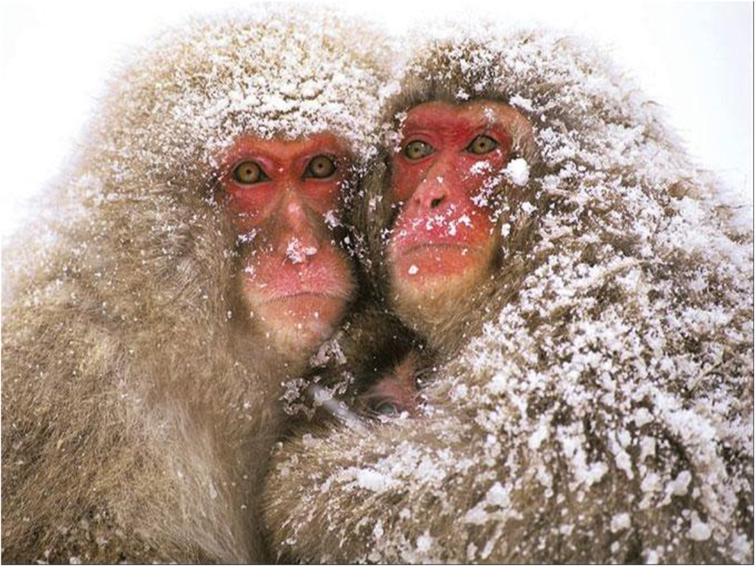 Deux singes