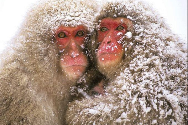Deux singes