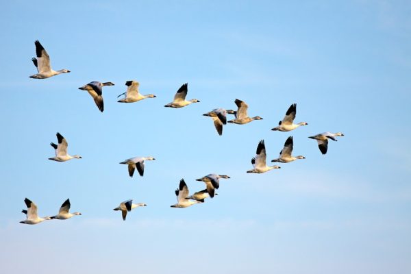 ptaki migrujace