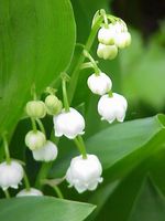 muguet konwalie
